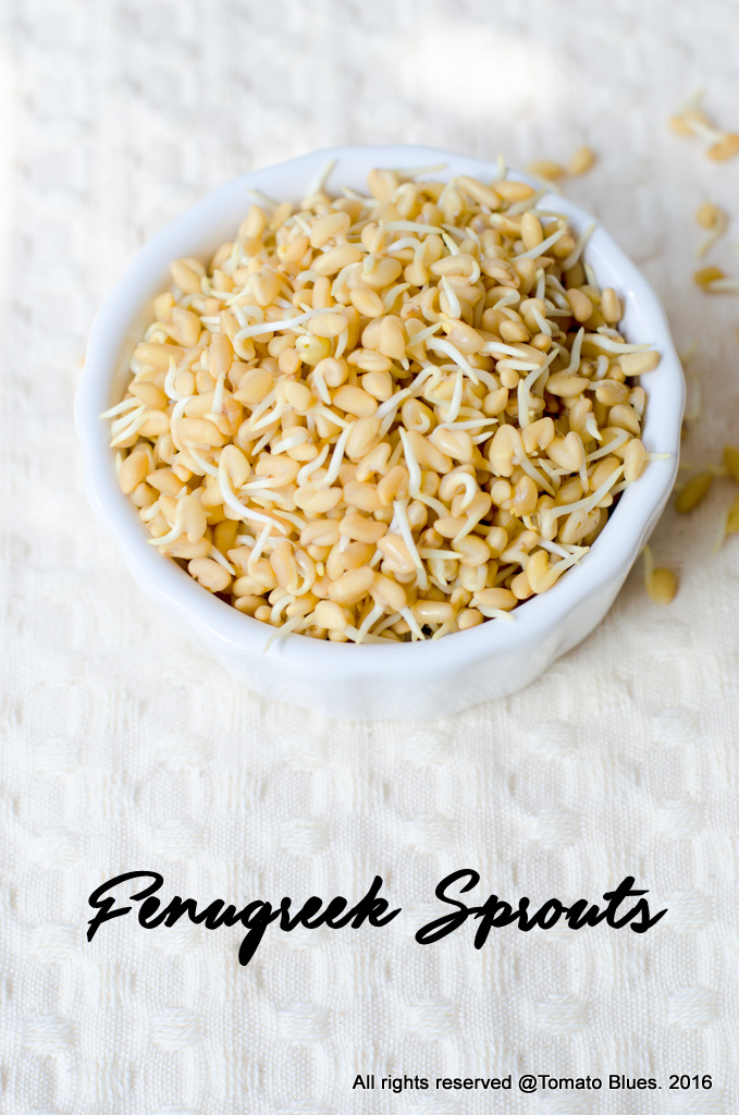 fenugreek sprouts