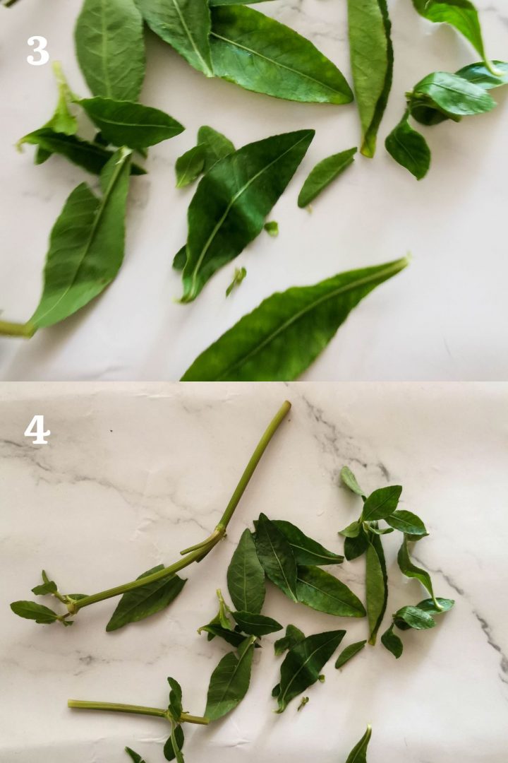 how to clean and use alternanthera sessilis